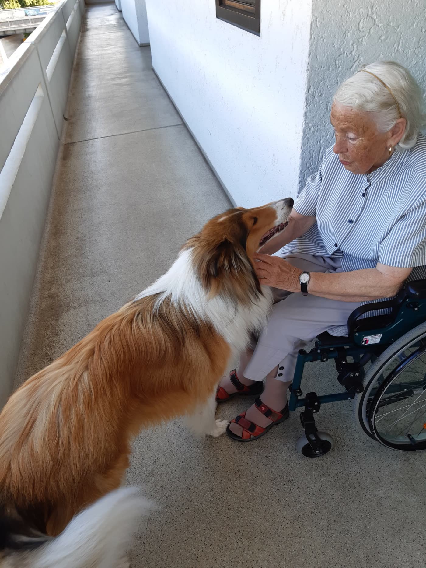 Der Collie besucht eine Bewohnerin auf dem Flur